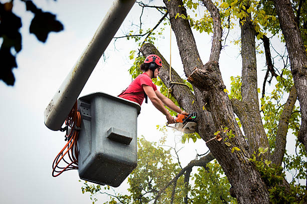 Professional Tree Removal and Landscaping Services in Sun Lakes, AZ